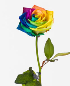 Single Rainbow Rose Pre-order